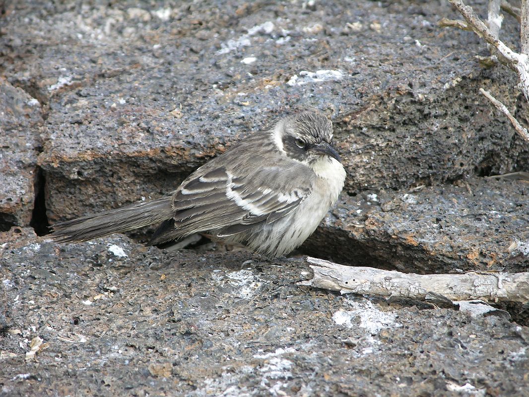 Galapagos 7-2-10 Genovesa Darwin Bay Mockingbird